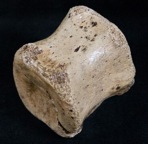 Hadrosaur Vertebra - Two Medicine Formation #13893